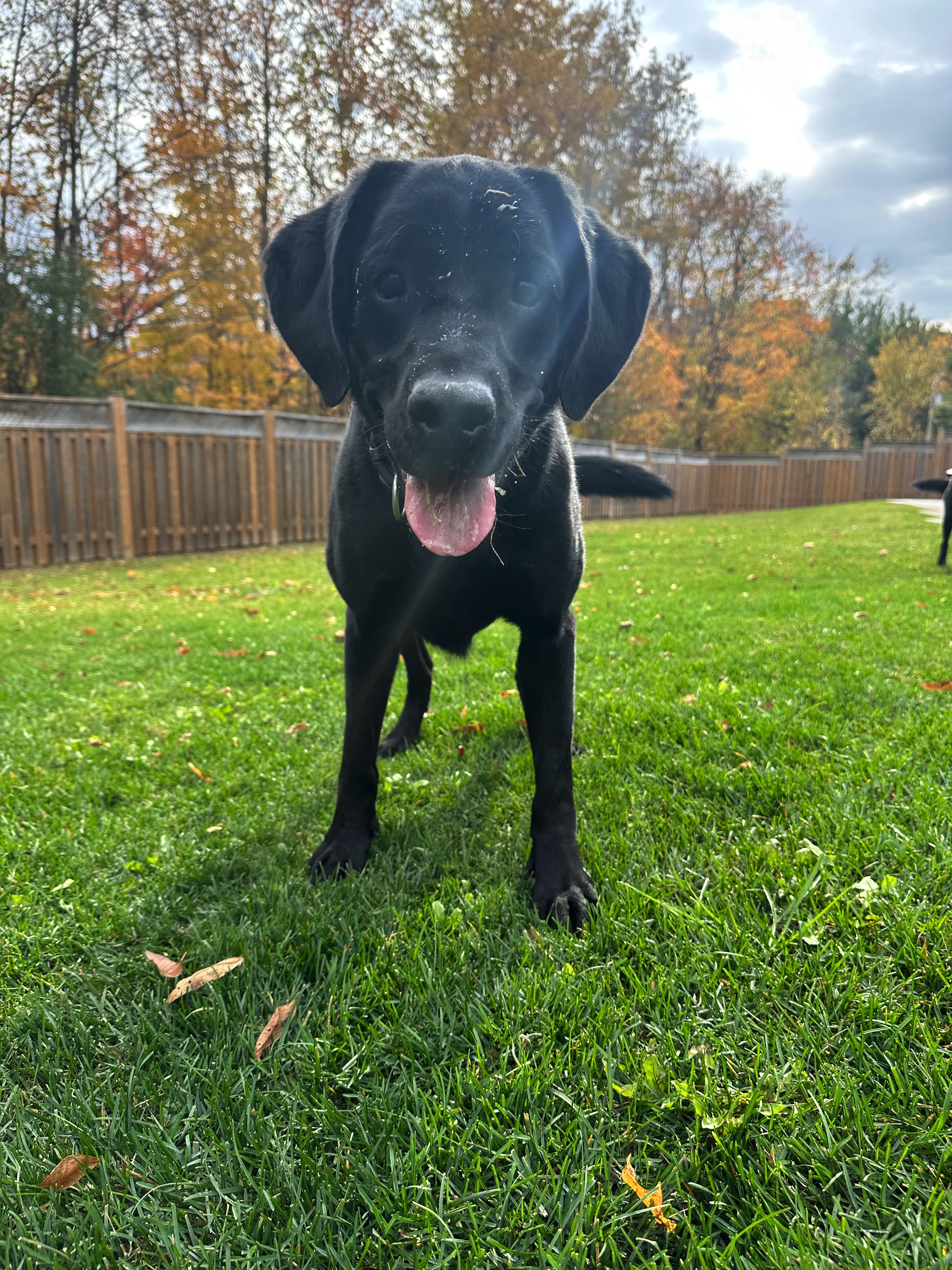 K9 detection dog