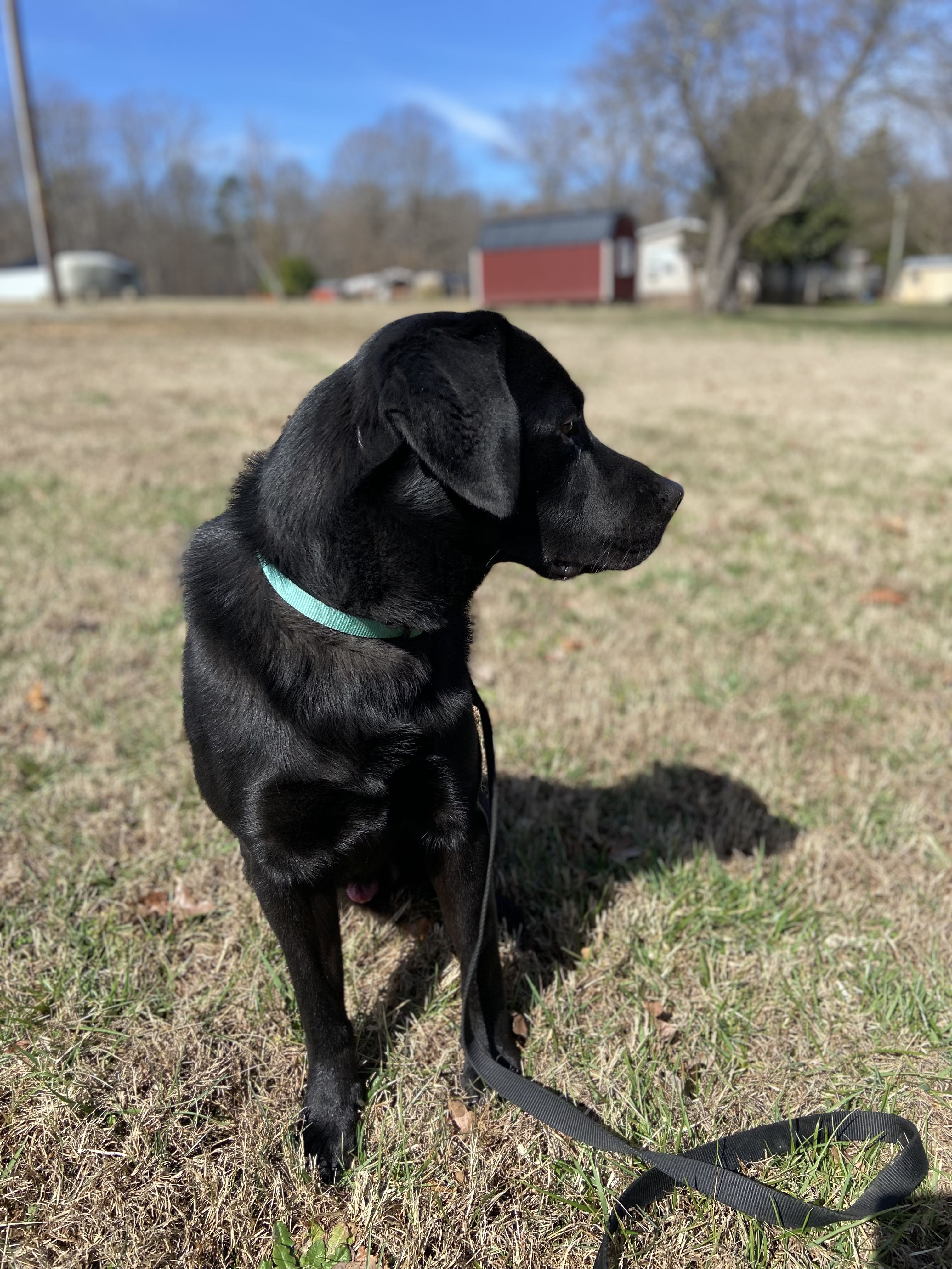 K9 at work